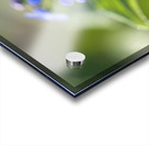 Pretty Ones Acrylic print