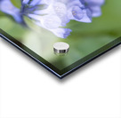 Petites Clochettes Acrylic print