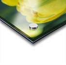 Pretty in Yellow Acrylic print