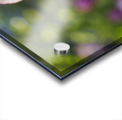 Looking Good Acrylic print