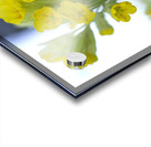 Mes Jolies Acrylic print