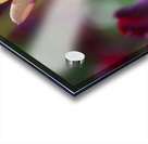 Glowing Lady Acrylic print