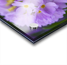 Drumstick Acrylic print