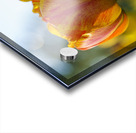 Falling for You Acrylic print