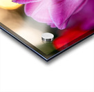 Two Amigos Acrylic print