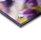 A Touch of Purple Acrylic print