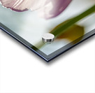 The Glowy One Acrylic print