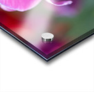 Pretty as a Tulip Acrylic print