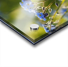 Happy Day Acrylic print