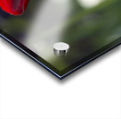 Exquisite Beauty Acrylic print