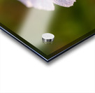 Pretty Pretty Acrylic print