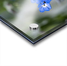 Beauties in Blue Acrylic print