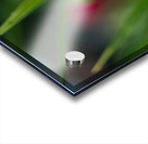 Wet Daylily Acrylic print