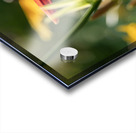 In the Field Acrylic print