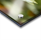 White Swan Acrylic print