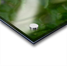 Velvety Blue Acrylic print