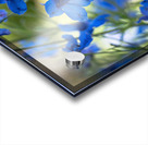 Bluest Blue Flowers Acrylic print