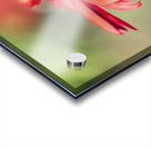 Simply Red Acrylic print