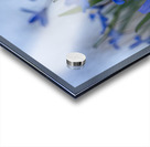 Little Blue Bulbs Acrylic print