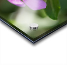 Pink Periwinkle Impression Acrylique