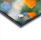 Pot Marigolds Acrylic print