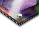 Purple Muse Acrylic print