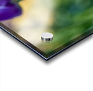 Sunlit Serendipity Acrylic print