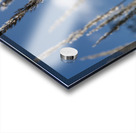 Silver Grass Acrylic print