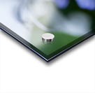 Beetle Killer Acrylic print