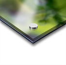 Looking Forward Acrylic print