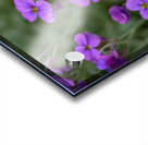 Lilacbush Acrylic print