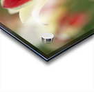 Tranquil Tulips Acrylic print