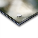 Whispering Blooms Acrylic print