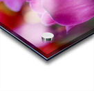 Bubblegum Bloom Bliss Acrylic print