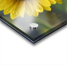 Common Sunflower Acrylic print