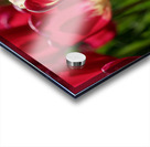 Petal Perfection Acrylic print