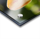 Yellow Tulip in the Field Acrylic print