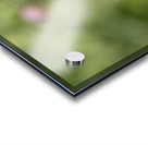 Aster Bud Acrylic print