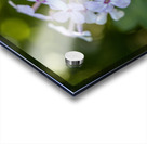 Enchanted Serenade Acrylic print