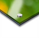 Celestial Elegance Acrylic print