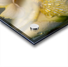 Dreamy Iris Acrylic print