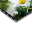 Easter Lily Impression Acrylique