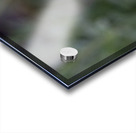 Mauve Melody Acrylic print