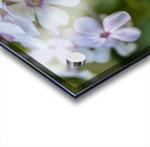 Mellow Melody Acrylic print