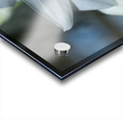 Pearly Radiance Acrylic print