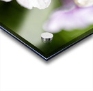 Scarlet Pimpernel Acrylic print