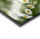 Whispers of Nature Acrylic print