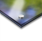 Blue Umbrella Acrylic print