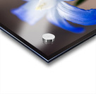 Call Me Lucile Acrylic print