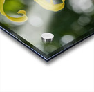 Call Me Lily Acrylic print